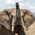 Angered elephant destroys tourists’ vehicle during a safari