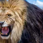 Angry lion