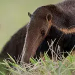 Anteater