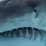 Archaeologists In The United States Have Discovered The Head Of A Monster, 330-Million-Year-Old Shark
