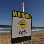 Australian surfer dies after being attacked by a shark