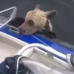 Baby bear reaches out for help