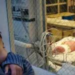 A baby has been born following a uterine transplant