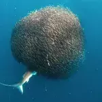 Ball