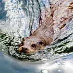 Beaver mauls and almost kills elderly man in freak rabid attack