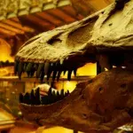 Because It Gnawed At Bones, This Dinosaur Had Teeth That Grew Back Every Two Months