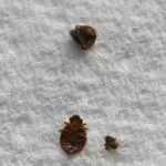 Bedbugs