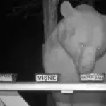 BeeKeeper Bear Honey