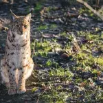 A beekeeper managed to film a dozen animal species over three years using a hidden camera