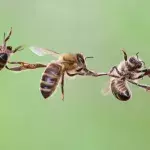 Bees show incredible teamwork in an effort to reclaim their honey