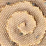 Bees