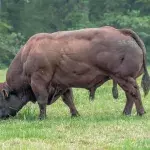 The Belgian Blue: The most muscular bull in the world