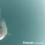 Big shark