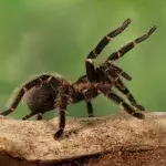 The Biggest Spider in the World Surprises Scientist in the Middle of the Forest
