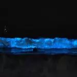 Bioluminescent Waves