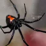 Black widow spider
