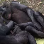 bonobos