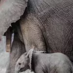 Boy discovers mastodon tooth while hiking that dates back to 12,000 years