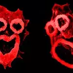 Brain eating amoebae