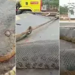Brazilian residents were shocked to discover this 7m long anaconda (VIDEO)