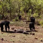 Brutal Footage Shows What Happens When Chimps Turn On Their Leader