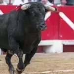 Bullfighting
