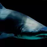 Cannibal shark: Footage of half-eaten zombie shark shocks the internet