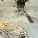 Check Out This Amazing Video Of A Dog's Miraculous Escape From A Hungry Leopard