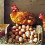Chicken and Egg