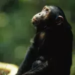 Chimp