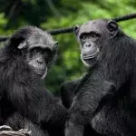Chimpanzees