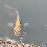 This Chinese fish with a ‘human face’ has been terrifying web users (VIDEO)