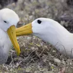 Climate change blamed for spike in ‘divorce’ rate among albatrosses