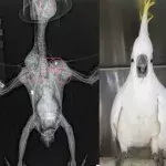 A Cockatoo Miraculously Survives
