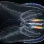 Comb Jelly