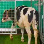 Cows undergo potty-training to help reduce urine pollution.