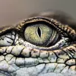 Crocodile eye