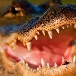 Crocodile with its maw open