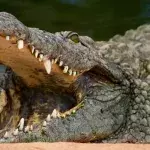 This crocodile was making a meal out of a wildebeest...until something bigger came along