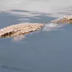 Crocodile