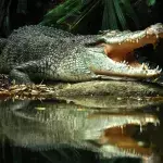 Crocodile