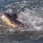 Crocodile