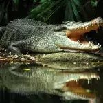 Crocodile