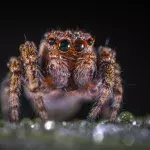 The cure for erectile dysfunction could be found in this spider's venom
