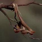 Deadly eastern brown snake