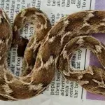 Deadly snake found in the UK