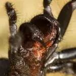 Deadly spider invasion in australia following floods