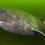This deep sea dwelling shark has an unbelievable lifespan