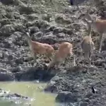 This deer had no chance against a slithering predator