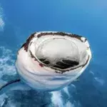 Default image